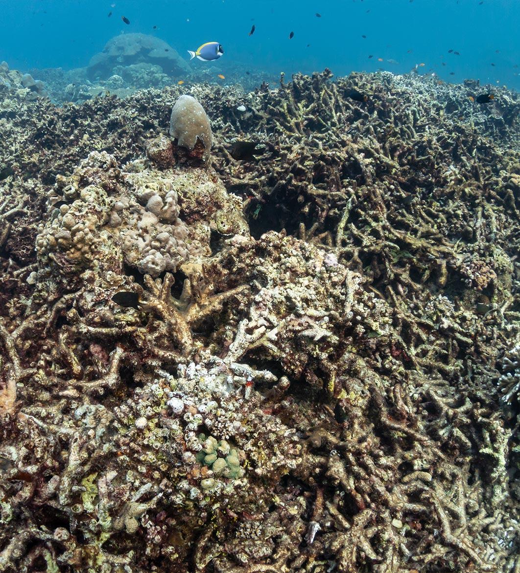 Dead, bleached coral reef - Rising sea temperature and global warming are killing coral reefs worldwide